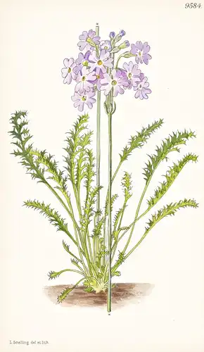 Primula Laciniata. Tab 9584 - China / Pflanze Planzen plant plants / flower flowers Blume Blumen / botanical B