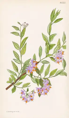 Solanum Valdiviense. Tab 9552 - Chile Argentina Argentinien / Pflanze Planzen plant plants / flower flowers Bl