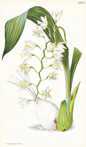Ptychogyne Flexuosa. Tab 9563 - Singapore Singapur / Orchidee orchid / Pflanze Planzen plant plants / flower f