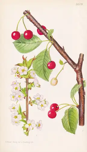 Prunus Dawyckensis. Tab 9519 - China / Pflanze Planzen plant plants / flower flowers Blume Blumen / botanical