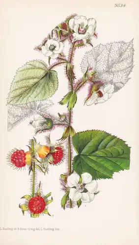 Rubus Tricolor. Tab 9534 - China / Pflanze Planzen plant plants / flower flowers Blume Blumen / botanical Bota