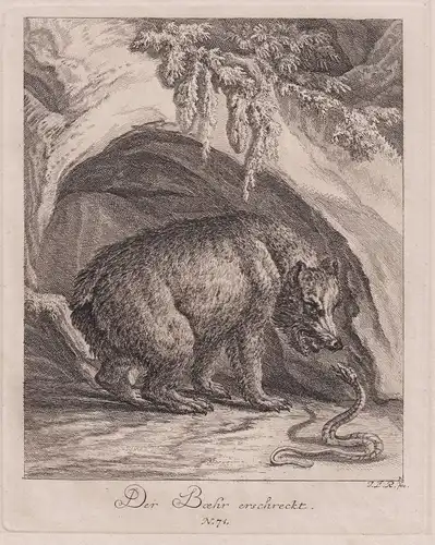 Der Baehr erschreckt. N.71 - Bär und Schlange bear snake