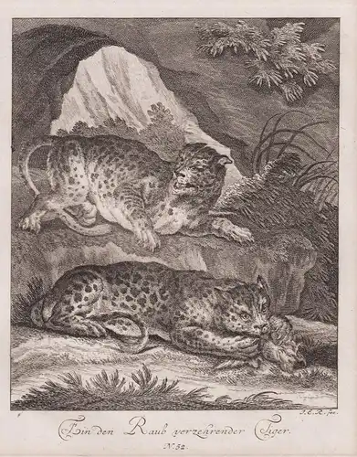 Ein den Raub verzehrender Tiger. N.52 - Tiger tigers Raubkatze big cat
