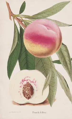 Peach a Bec - Pfirsich peach / Botanik botany