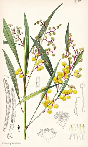 Acacia Rhetinodes. Tab 9177 - Australia Australien / Pflanze Planzen plant plants / flower flowers Blume Blume