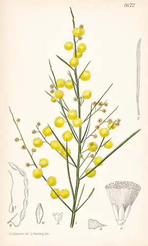 Acacia Extensa. Tab 9172 - Australia Australien / Pflanze Planzen plant plants / flower flowers Blume Blumen /