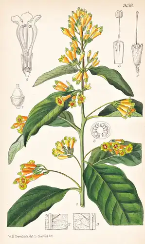Cestrum Psittacinum. Tab 9158 - America Amerika / Pflanze Planzen plant plants / flower flowers Blume Blumen /