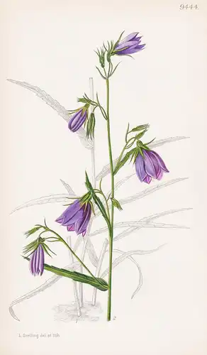 Adenophora Morrisonensis. Tab 9444 - Asia Asien / Pflanze Planzen plant plants / flower flowers Blume Blumen /