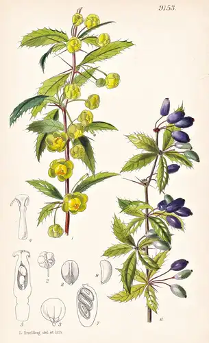 Berberis Hookeri. Tab 9153 - India Indien / Pflanze Planzen plant plants / flower flowers Blume Blumen / botan