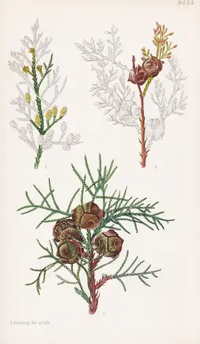 Cupressus Lusitanica. Tab 9434 - Mexico Mexiko Guatemala / Pflanze Planzen plant plants / flower flowers Blume