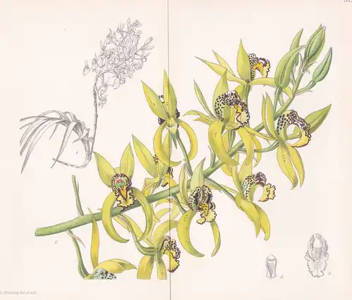 Cymbidiella Humblotii. Tab 9216 - Madagascar / Pflanze Planzen plant plants / flower flowers Blume Blumen / bo