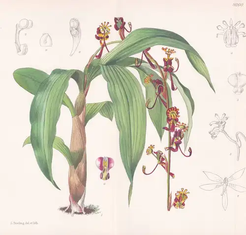 Cycnoches Edertonianum. Tab 9260 - America Amerika / Pflanze Planzen plant plants / flower flowers Blume Blume