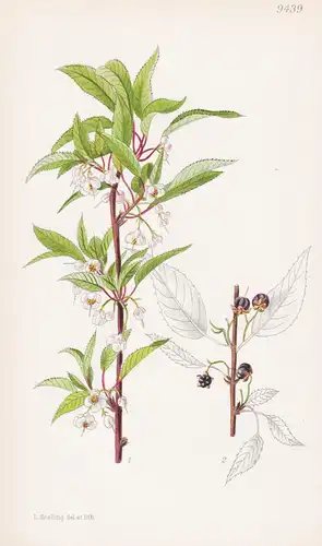 Clematoclethra Actinidioides. Tab 9439 - China / Pflanze Planzen plant plants / flower flowers Blume Blumen /