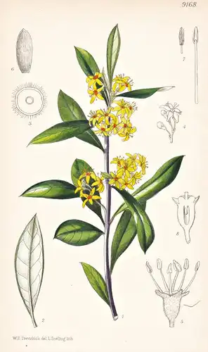 Corokia Macrocarpa. Tab 9168 - Chatham Island / Pflanze Planzen plant plants / flower flowers Blume Blumen / b
