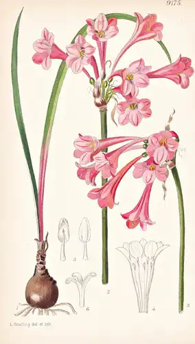 Cyrtanthus Rhododactylus. Tab 9175 - South Africa Südafrika / Pflanze Planzen plant plants / flower flowers Bl