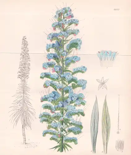 Echium Coeleste. Tab 8977 - Canary Islands Kanarische Inseln / Pflanze Planzen plant plants / flower flowers B