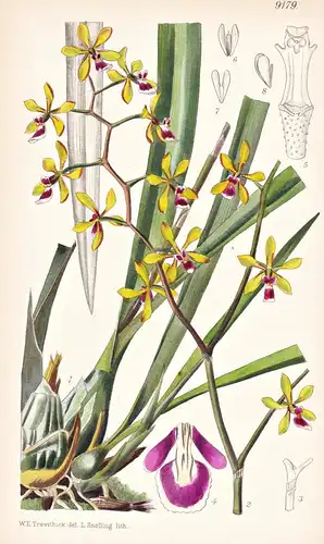 Encyclia Mooreana. Tab 9179 - Costa Rica / Pflanze Planzen plant plants / flower flowers Blume Blumen / botani