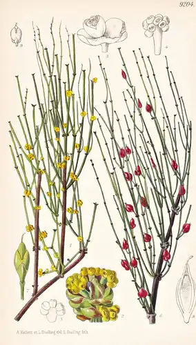 Ephedra Procera. Tab 9204 - Orient / Pflanze Planzen plant plants / flower flowers Blume Blumen / botanical Bo