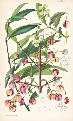 Euonymus Grandiflorus, f. salicifolia. Tab 9183 - China India Indien / Pflanze Planzen plant plants / flower f