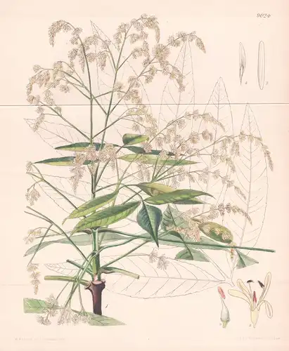 Fraxinus Paxiana. Tab 9024 - China India Indien / Pflanze Planzen plant plants / flower flowers Blume Blumen /