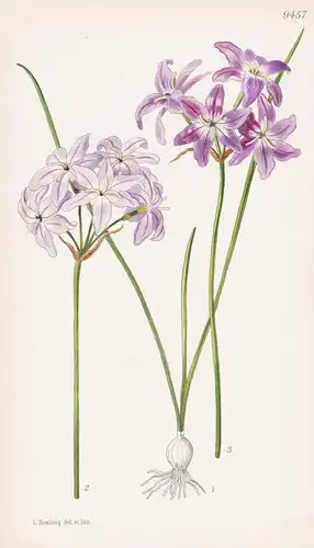 Leucocoryne Ixioides. Tab 9457 - Chile / Pflanze Planzen plant plants / flower flowers Blume Blumen / botanica