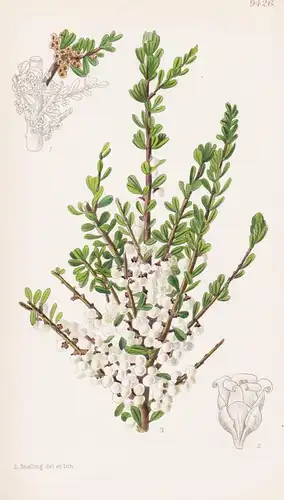 Hymenanthera Crassifolia. Tab 9426 - New Zealand Neuseeland / Pflanze Planzen plant plants / flower flowers Bl