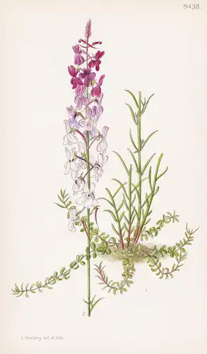 Linaria Delphinioides. Tab 9438 - Iberian Peninsula Iberische Halbinsel / Pflanze Planzen plant plants / flowe