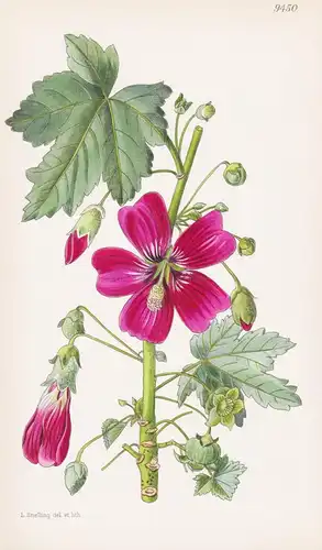 Lavatera Assurgentiflora. Tab 9450 - America Amerika / Pflanze Planzen plant plants / flower flowers Blume Blu