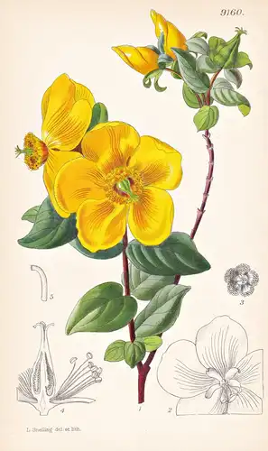 Hypericum Leschenaultii. Tab 9160 - British Malaya Britisch-Malaya / Pflanze Planzen plant plants / flower flo