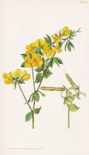 Lotus Aegaeus. Tab 9431 - Balkan Peninsula Balkanhalbinsel / Pflanze Planzen plant plants / flower flowers Blu