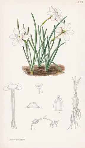 Narcissus Watieri. Tab 9443 - Morocco Marokko / Pflanze Planzen plant plants / flower flowers Blume Blumen / b