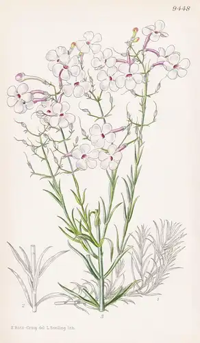 Pentstemon Ambiguus. Tab 9448 - America Amerika / Pflanze Planzen plant plants / flower flowers Blume Blumen /
