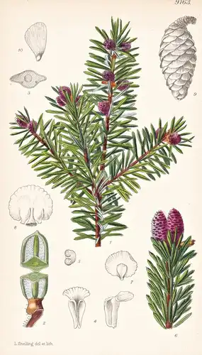 Picea Omorika. Tab 9163 - Balkan Peninsula Balkanhalbinsel / Pflanze Planzen plant plants / flower flowers Blu