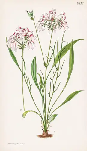 Pelargonium Andrewsii. Tab 9455 - South Africa Südafrika / Pflanze Planzen plant plants / flower flowers Blume