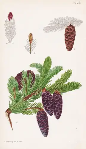 Picea Rubens. Tab 9446 - North America Nordamerika / Pflanze Planzen plant plants / flower flowers Blume Blume