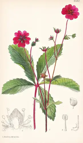 Potentilla Nepalensis. Tab 9182 - India Indien / Pflanze Planzen plant plants / flower flowers Blume Blumen /