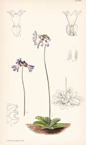 Primula Cawdoriana. Tab 9196 - Tibet / Pflanze Planzen plant plants / flower flowers Blume Blumen / botanical