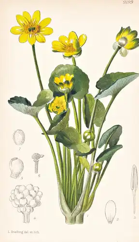 Ranunculus Ficaria Grandiflorus. Tab 9199 - Mediterranean Basin Mittelmeerraum / Pflanze Planzen plant plants