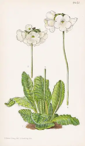Primula Wigramiana. Tab 9451 - Himalaya / Pflanze Planzen plant plants / flower flowers Blume Blumen / botanic
