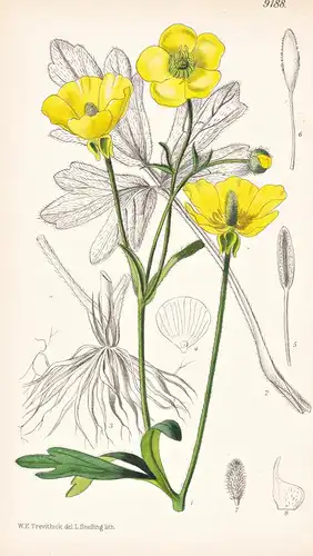 Ranunculus Psilostachys. Tab 9188 - Balkan Peninsula Balkanhalbinsel / Pflanze Planzen plant plants / flower f