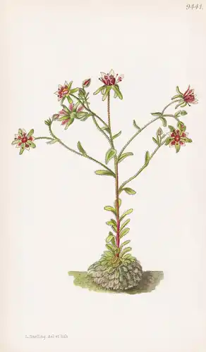 Saxifraga Signata. Tab 9441 - China / Pflanze Planzen plant plants / flower flowers Blume Blumen / botanical B