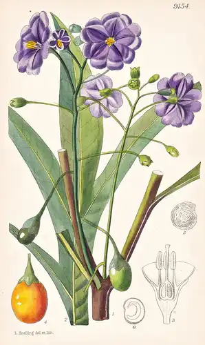 Solanum Laciniatum. Tab 9154 - Australia Australien / Pflanze Planzen plant plants / flower flowers Blume Blum