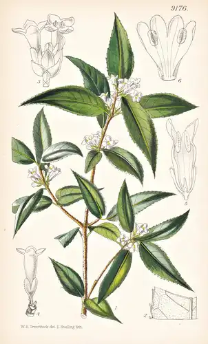 Siphonosmanthus Suavis. Tab 9176 - Himalaya / Pflanze Planzen plant plants / flower flowers Blume Blumen / bot