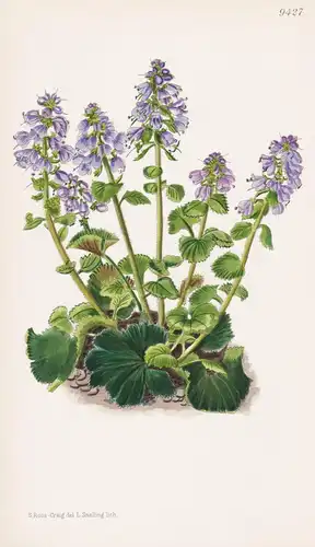 Synthyris Stellata. Tab 9427 - America Amerika / Pflanze Planzen plant plants / flower flowers Blume Blumen /