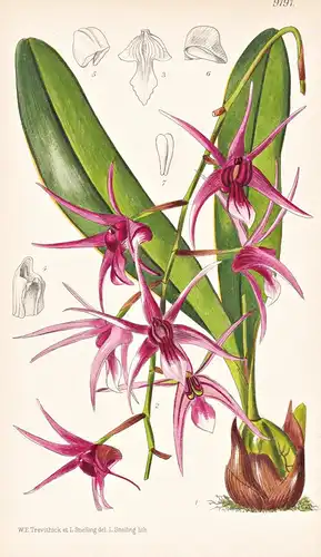 Sarcopodium Lyonii. Tab 9191 - Philippines Philippinen / Pflanze Planzen plant plants / flower flowers Blume B