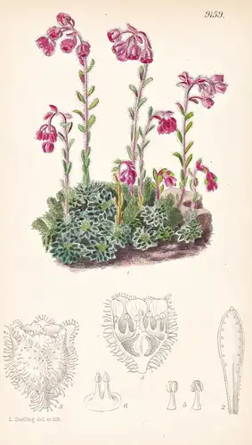 Saxifraga Amabilis. Tab 9159 - Europe Europa / Pflanze Planzen plant plants / flower flowers Blume Blumen / bo