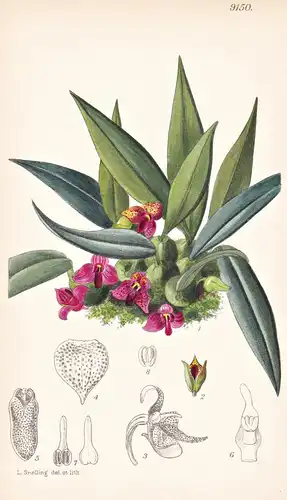 Trias Picta. Tab 9150 - Burma / Pflanze Planzen plant plants / flower flowers Blume Blumen / botanical Botanik