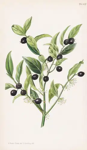 Sarcococca Humilis. Tab 9449 - China / Pflanze Planzen plant plants / flower flowers Blume Blumen / botanical