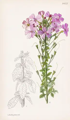 Sutera Grandiflora. Tab 9452 - South Africa Südafrika / Pflanze Planzen plant plants / flower flowers Blume Bl