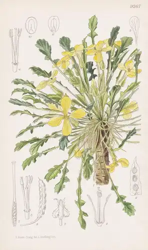 Raffenaldia Primuloides. Tab 9267 - North Africa Nordafrika / Pflanze Planzen plant plants / flower flowers Bl